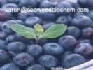 Blueberry Anthocyanin